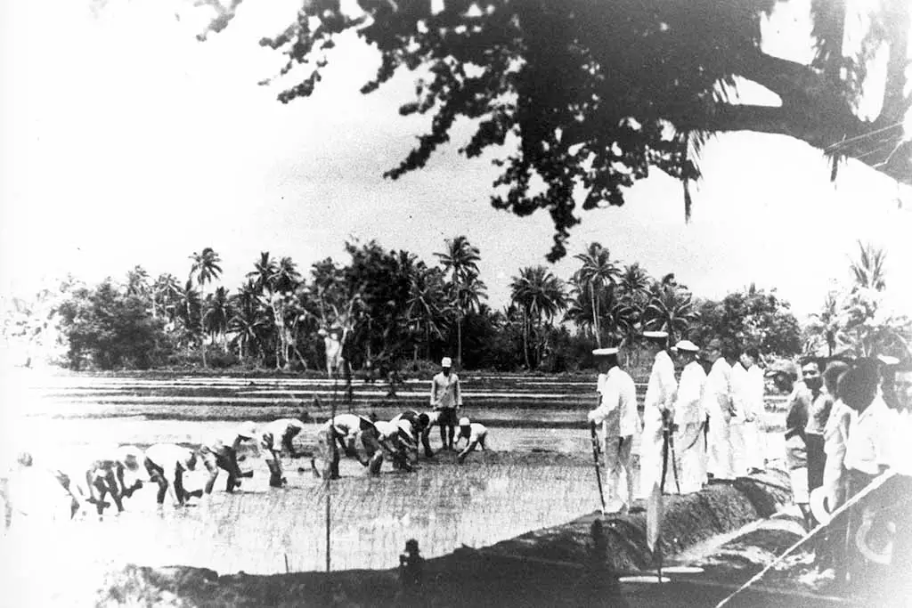 Chamorros in rice paddies observed by Japanese administration.