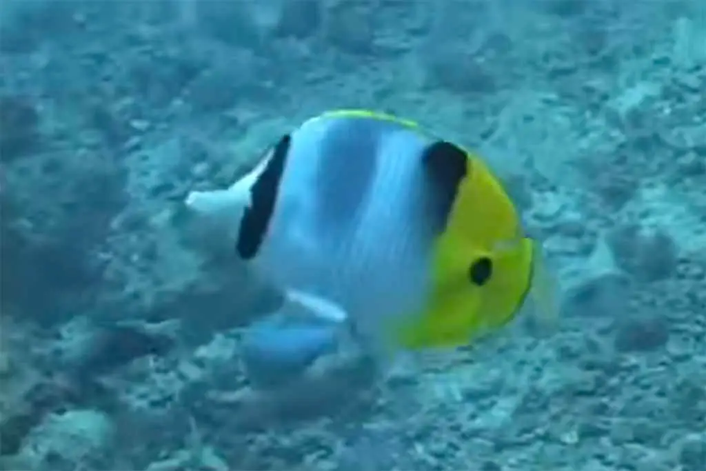 NPS Video 4