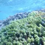 Figure 1- Caulerpa racemosa Sea Grapes