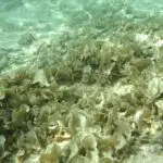 Figure 2 Brown Padina in Piti