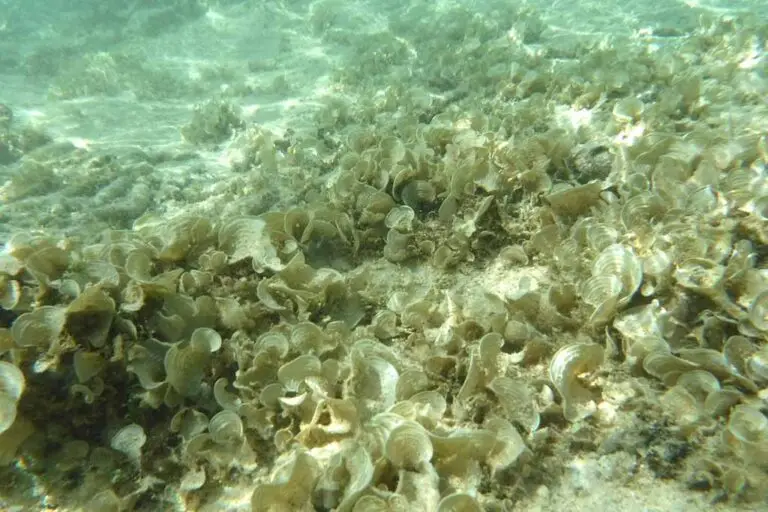 Figure 2 Brown Padina in Piti
