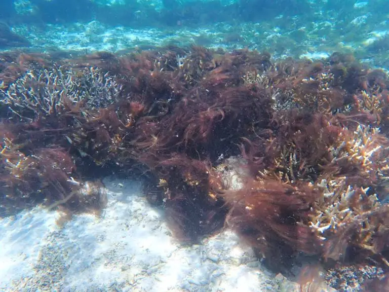 Figure 3 Blue-Green Algae