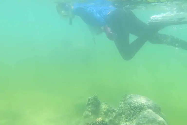 Figure 4 Red Tide Snorkeling