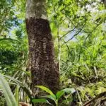 Figure 2 Phellinus