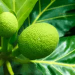 Breadfruit and open spaces