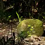 Cetti
