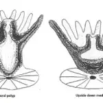 Staghorn Corals on Guam Figure 2