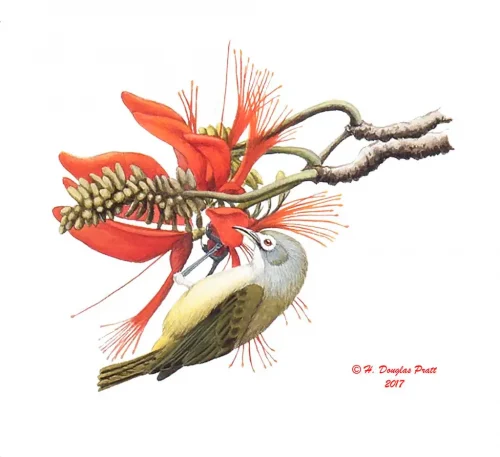 Nosa' (Bridled White-eye)
