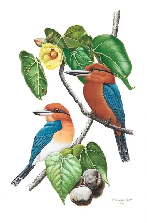 Sihek (Micronesian Kingfisher) CHuchurika/Naabak (Rufous Fantail)
