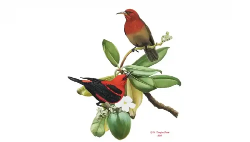 Égigi (Micronesian Honeyeater). H. Douglas Pratt