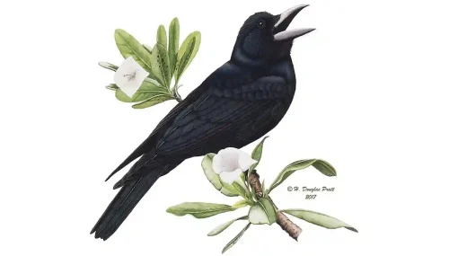 Mariana Crow