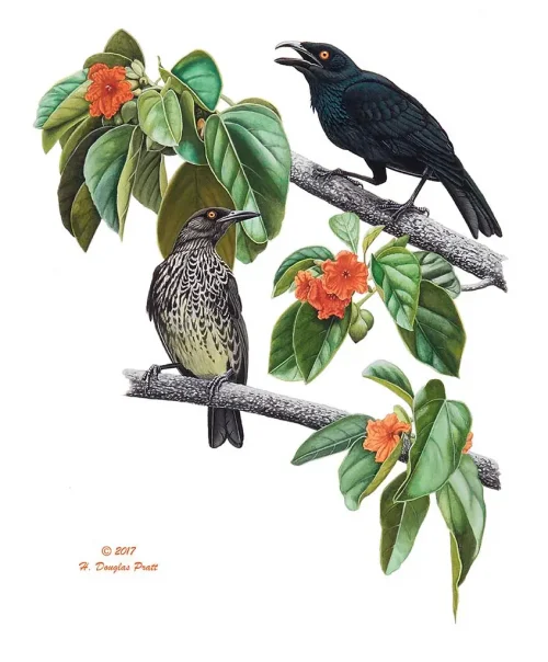 Såli (Micronesian Starling)