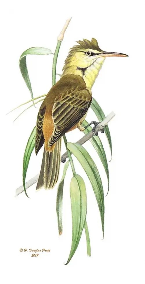 Gå’ga’ Karisu (Nightingale Reed-Warbler)