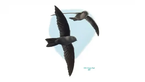 Yǻyaguak (Mariana Gray Swiftlet). H. Douglas Pratt.