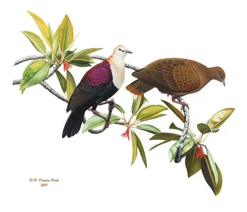 Paluman Ǻ’paka yan Paluman Fache’ (White Throated Ground Dove)