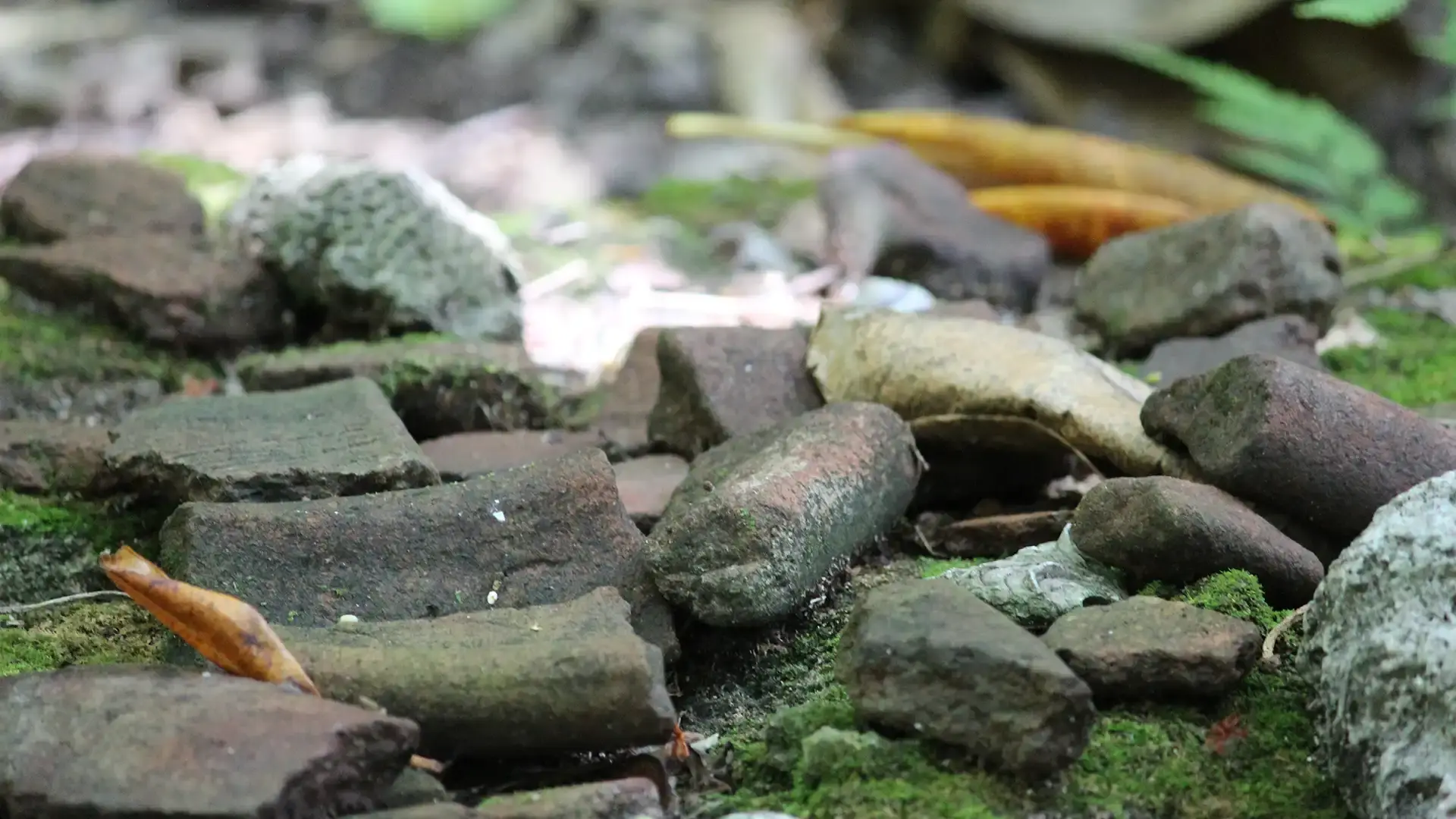 Pottery Sherds